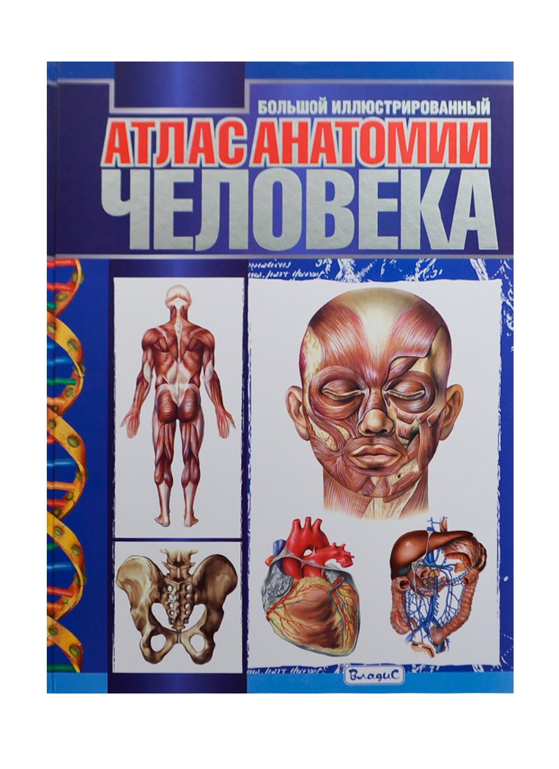 Большой иллюстрированный атлас анатомии человека