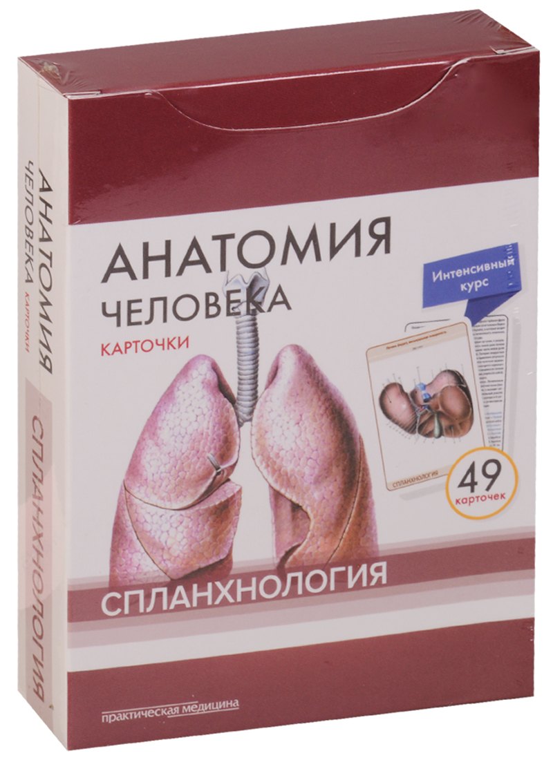 Анатомия человека. Спланхнология (49 карточек)