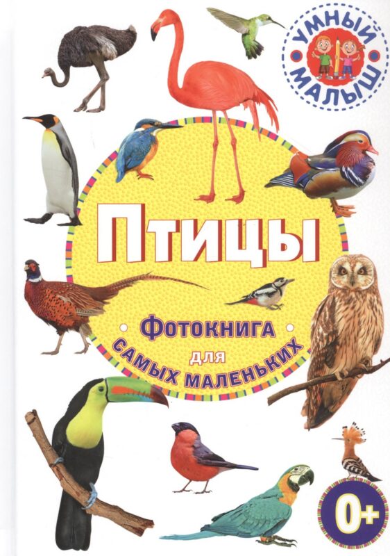 Птицы. Фотокнига для самых маленьких