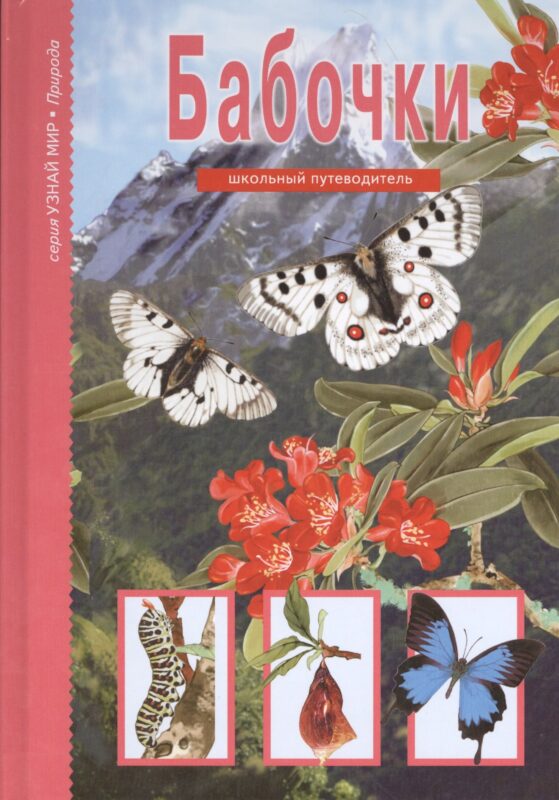 Бабочки.