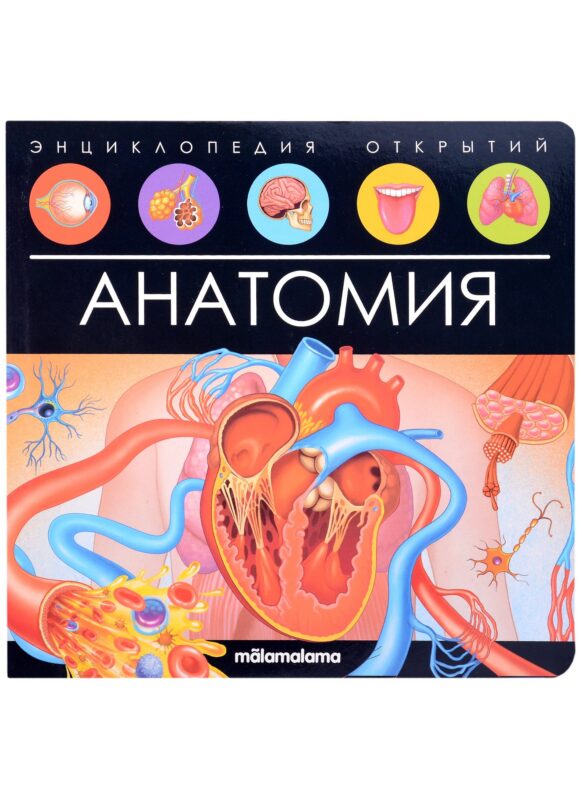 Анатомия. Книжка-панорамка