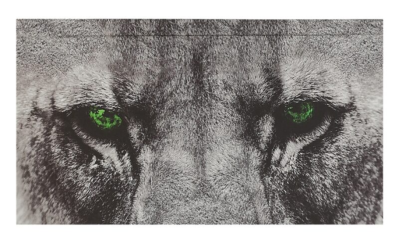 Планинг недат. 64л "Царь зверей" карманный, 7БЦ, мат.лам, покрытие Soft Touch, офсет