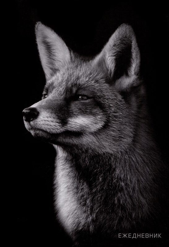 Ежедневник недат. А5 128л "Лиса" 7БЦ, глянц.лам, офсет