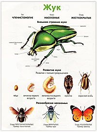 Саранча. Жук. Плакат двухсторонний
