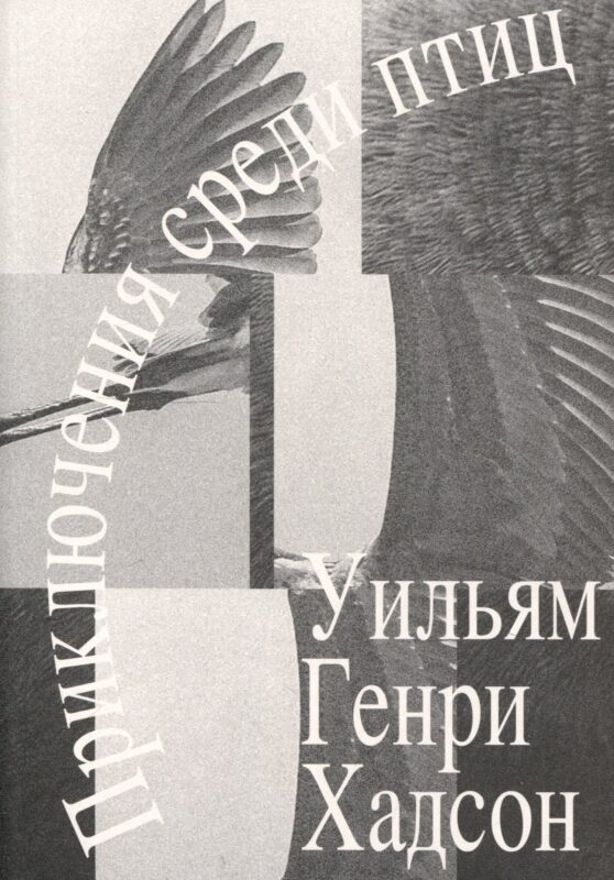 Приключения среди птиц