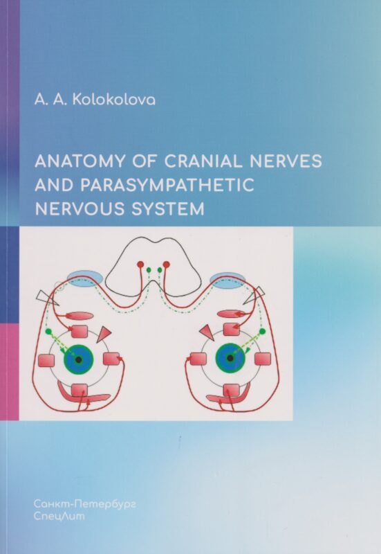 Anatomy of cranial nerves and parasympathetic nervous system