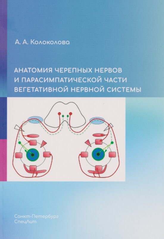 Анатомия черепных нервов и парасимпатической части вегетативной нервной системы