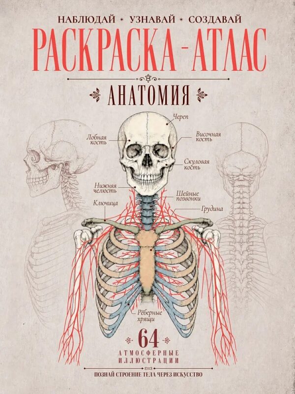 Раскраска-атлас. Анатомия