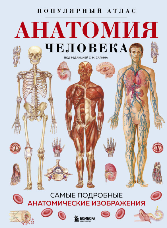 Анатомия человека. Популярный атлас. Самые подробные анатомические изображения