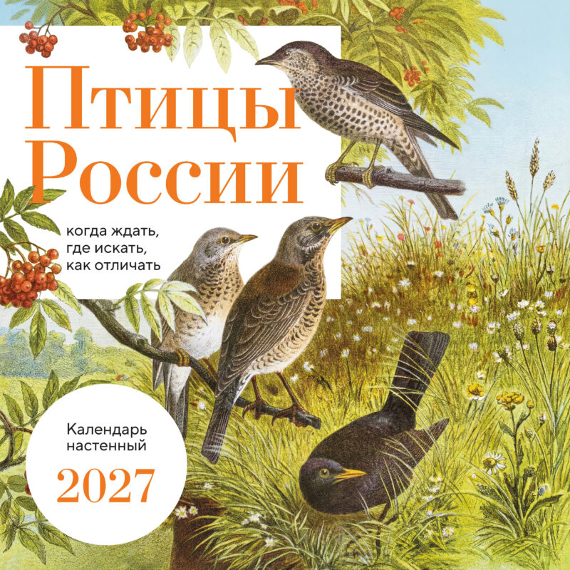 Птицы России: когда ждать, где искать, как отличать. Календарь настенный на 2027 год (300х300 мм)